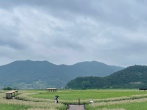 suncheon-bay-silver-grass-field