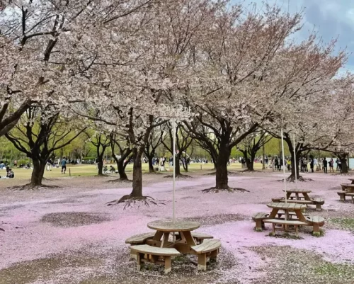 cherry-blossom-seoul-thumbnail