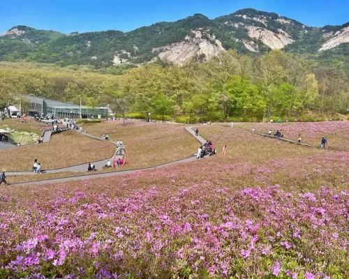 seoul-flower-garden